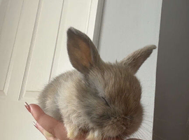 looking to sell these bunnys