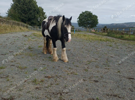 Wanted horse riding and stable help