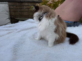 Lovely bog Ragdoll