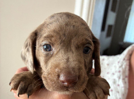 Springer spaniel cross dachshund