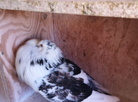 Gadditano pigeons for sale