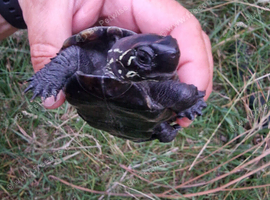 Chinese pond turtles