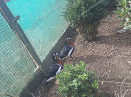 Red breasted geese