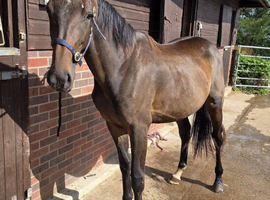 Lovely 2yr Irish Sports Horse Filly