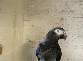 Breeding pair of Timneh greys