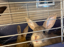 Three male mini Rex&rsquo;s