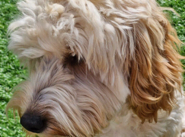 male cockapoo