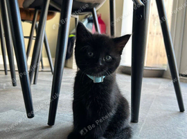 Male kitten