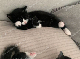 Kitten looking for loving home