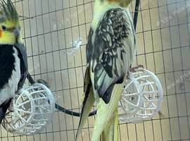 Cockatiels