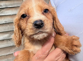 Cocker spaniel puppies