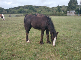 Black traditional cob filly