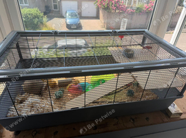 Hamster , 4mobths old
