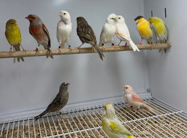Canaries