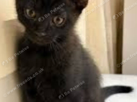 3 mix breed kittens