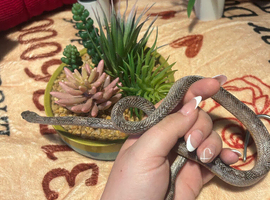 Corn/ king snakes for adoption