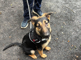 German Shepherd cross Belgian Shepherd