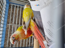 Proven mutatation conure breeding pair