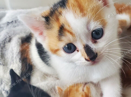 6 kittens for sale