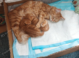 Two lovely ginger boys