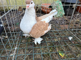 Lahore cock