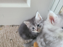 Maine coon kittens