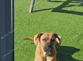 Cross breed Dogue de Bordeaux