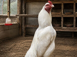 PURE WHITE PAKISTANI MIANWALI ASEEL ASIL DIRECT IMPORT