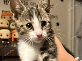 4 beautiful tabby kittens for sale