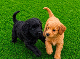 2 cockapoos for sale