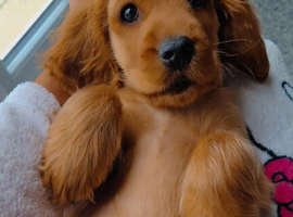 Beautiful golden 13week old cocker spaniel