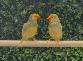 X2 star finches