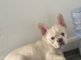 Fench bulldog