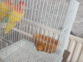 pair of lovebirds