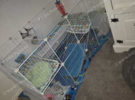 Beautiful netherland dwarf male