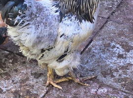 Brahma rooster