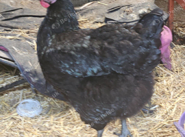 1 jersey giant hen