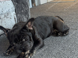 Female Micro French bulldog, Big Rope.