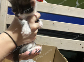 Cute mixed kittens