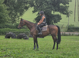 16hh Super sweet bay gelding competent novice
