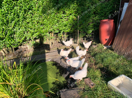 White Leghorns