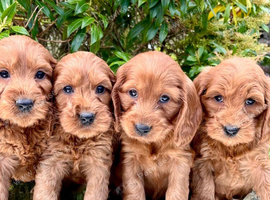 Beautiful cavapoo puppies for sale