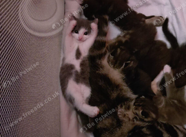 Kittens looking for loving homes 2 female