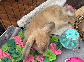 Continental giant x french lop