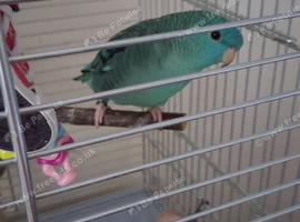 Male Lineolated Parakeet - Blue/ Turquoise