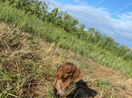 Female dachshund