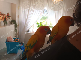 Dna tame breeding pair