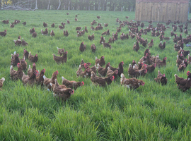 1100 x 40 week old laying hens