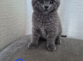 Male BSH X kitten for sale
