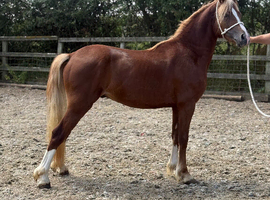 2 year old welsh c